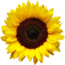 Rok Stopar - Bungalows Sonnenblume & Lidya Stopar - Bungalows Magnolien-logo